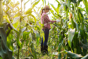 Young farmer woman inspects growing corn before harvesting in a field.