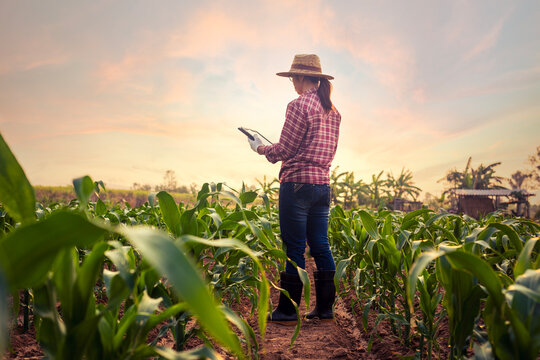 Young farmer woman using digital tablet computer inspects growing corn standing in young cornfield at sunset or sunrise