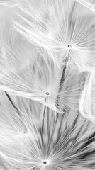 Close-up of dandelion seeds in monochrome