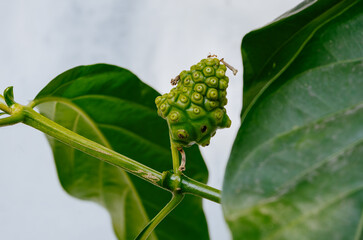 Noni fruit herbal medicines or fresh noni on tree. Raw Indian Mulberry fruit, Morinda Citrifolia.