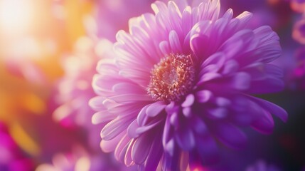 Fototapeta premium Closeup aster flower yellow pistils and purple petal blurred background