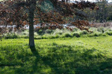 autumn tree natural setting