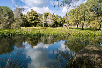 natural pond with reflections in the water