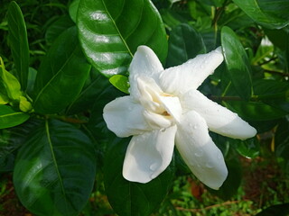 Gardenia jasminoides commonly known as gardenia or Cape jasmine flower close up
. photo taken in malaysia
