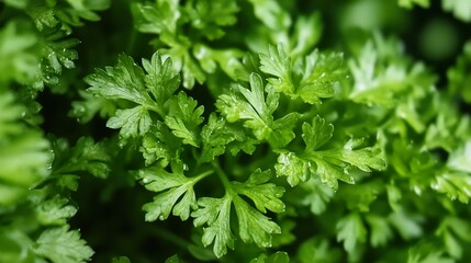Vibrant Green Parsley Leaves: A Close-Up Macro Photography