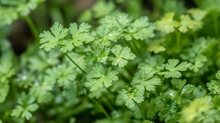 Close-Up of Fresh Green Leaves in a Garden