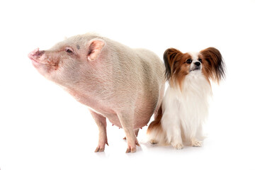 miniature pig and dog in studio