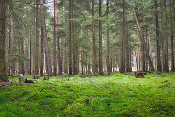 Wald - Beautiful - Rays - Sunlight - Forest - Green - Silent - Summer - Morning - Landscape -...