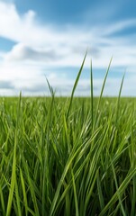 Obraz premium Lush green grass blades swaying gently in the breeze, against a blue sky.