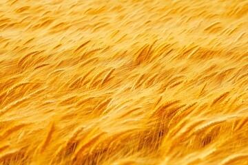 Fototapeta premium Close up of a field of golden wheat stalks blowing in the wind.