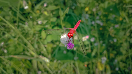 red scarlet skimmer dragonfly on a flower.