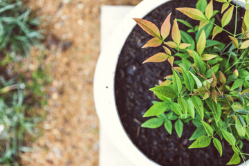 freshly planted Nandina plant into white pot in backyard