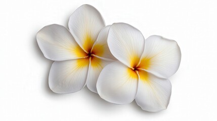 Naklejka premium White Plumeria Flowers Isolated on White Background Tropical Floral Design Element