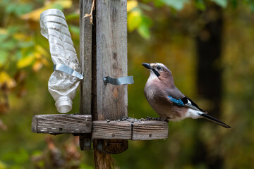 A jay on a broken feeder