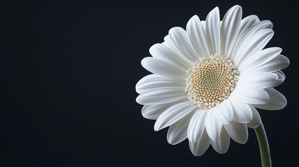 a close-up of a white flower with copy space on a black background with copyspace for text
