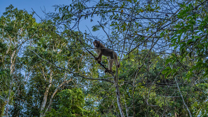 A stump-tailed macaque in a tree. The monkey holds on to the branches with his paws, looks down from above. The blue sky. Malaysia. Borneo rainforest.
