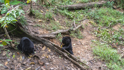 Two biruangs are feeding in the Bornean Sun Bear Conservation Centre. Unique endemic animals with black fur and orange muzzles eat bananas while sitting on the ground at the roots of a tree. Malaysia