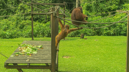 Feeding time in the Sepilok Orangutan Rehabilitation Centre. Fruits are laid out on a boardwalk....