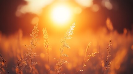 Obraz premium Golden Grass Silhouettes at Sunset.