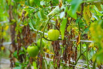 Green tomatoes hanging on the vine in the vegetable garden (Winter vegetables) 