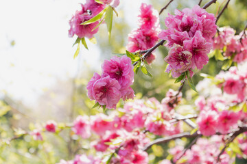 Obraz premium 桜の花