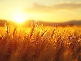 Obraz premium Golden wheat field at sunset with a soft focus and blurred background.