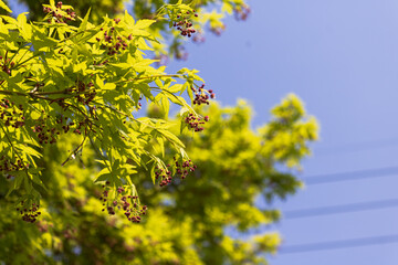 Obraz premium 赤い果実