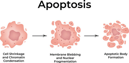 Apoptosis Cancer Development Normal Cell Cancer Cell Vector Illustration