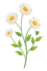 Daisy Branch with Flowers Vector Illustration on White Background in Simple Floral Design