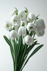 Fototapeta premium Bouquet of white and delicate snowdrop flowers blooming in spring