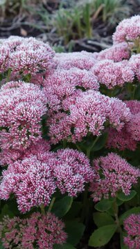 Vertical video of Sedum pink flowers covered with hoarfrost.