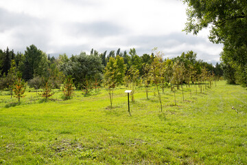 Autumn landscape of the forest with a road and a rowan in summer