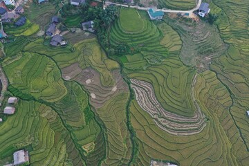 Golden rice season on terraced fields. Photo taken in Sapa,Lao Cai on October 16, 2020.