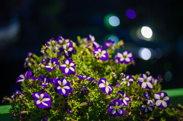 Flowers in nightly city