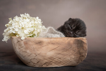 Kot brytyjski © Karolina