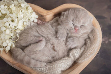 Kot brytyjski © Karolina