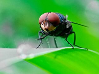 Cochliomyia hominivorax, the New World screw-worm fly, or screw-worm for short, is a species of...