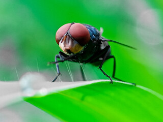 Cochliomyia hominivorax, the New World screw-worm fly, or screw-worm for short, is a species of parasitic fly that is well known for the way in which its larvae (maggots) eat the living tissue.