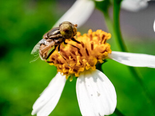Cochliomyia hominivorax, the New World screw-worm fly, or screw-worm for short, is a species of parasitic fly that is well known for the way in which its larvae (maggots) eat the living tissue.