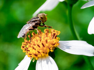 Cochliomyia hominivorax, the New World screw-worm fly, or screw-worm for short, is a species of...