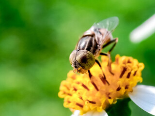 Cochliomyia hominivorax, the New World screw-worm fly, or screw-worm for short, is a species of parasitic fly that is well known for the way in which its larvae (maggots) eat the living tissue.