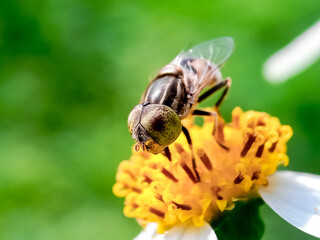 Cochliomyia hominivorax, the New World screw-worm fly, or screw-worm for short, is a species of...