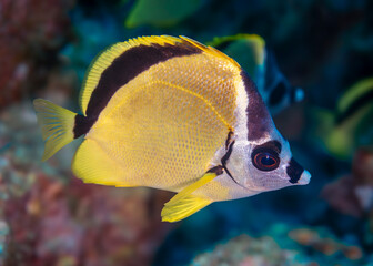 Blacknosed butterflyfish in the pacific ocean