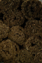 Detail of plant bundle group in close