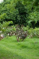Guava tree with wrapping and green vibe