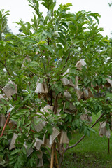 Close of guava tree with wrapping and green vibe