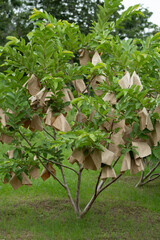 Guava tree with wrapping and green vibe