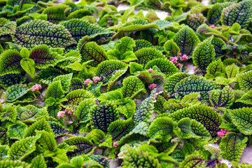 A close-up view of Pilea involucrata 'Moon Valley' plants in an industrial greenhouse, showcasing their textured, green foliage and small pink flowers, in a propagation process.