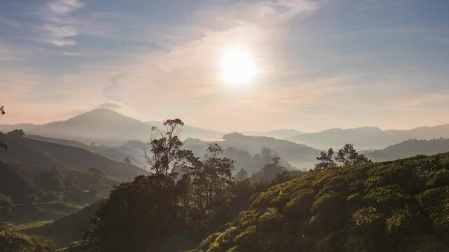 beautiful sunrise at the tea plantation cameron highlands, malaysia