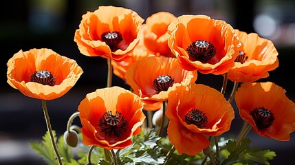 A vibrant cluster of delicate orange poppies bathed in the golden light of the sun, each petal a canvas of intricate detail, showcasing the beauty of nature's artistry.
